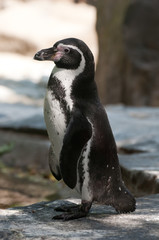 Obraz premium penguin