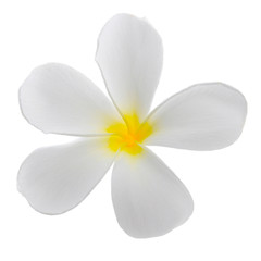 Naklejka na ściany i meble Frangipani (plumeria) flower