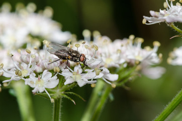 Hogweed with Fly