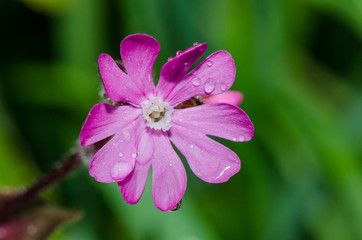 Campion Flower