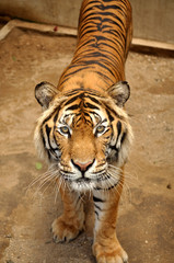 Indochinese tiger