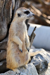 Watchful meerkat stands on rock