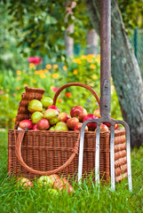 Basket of apples in garden