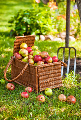 Basket of apples with pitchfork