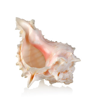 Colorful sea shell isolated