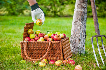 Picking apples to the basket