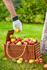 Collecting apples to the basket