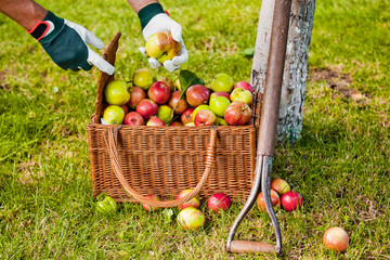 Picking apples in to the basket