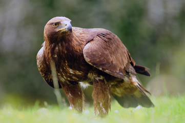 Un aguila real posado en la hierba