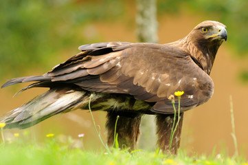 El águila real