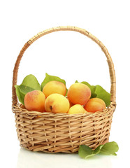 ripe apricots with green leaves in basket isolated on white