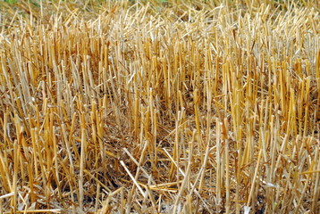 wheat straw in the field after harvest time