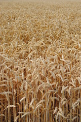 wheat in the field ready for harvest