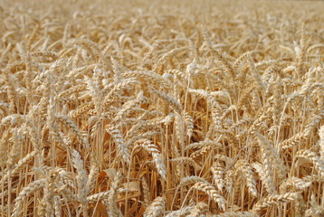 wheat in the field ready for harvest