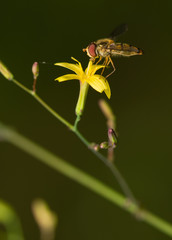 Syrphidae