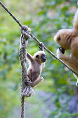Yellow-cheeked gibbon (Nomascus gabriellae) baby and mother