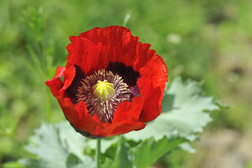 Türkischer Mohn