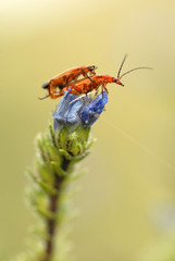 copula de insectos sobre la flor