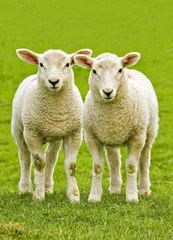 Deurstickers twin welsh lambs © meirion