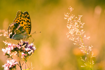 Mariposa amarilla