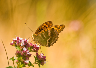 Mariposa amarilla sobre flor