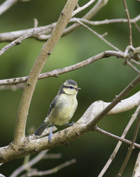 Blue Tit, Paru caeruleus