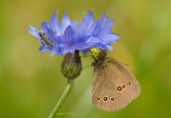 Obraz premium Attack Misumena vatia on Aphantopus hyperantus