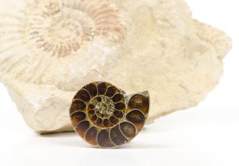 ammonites, polished cut and bigger rock