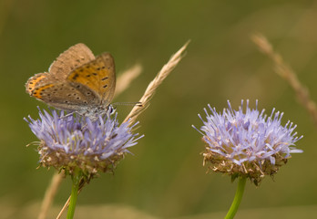 Lycaena alciphron