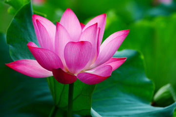 Lotus flower blooming in pond