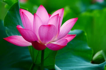 Fototapete Wasserlilien Lotusblume blüht im Teich