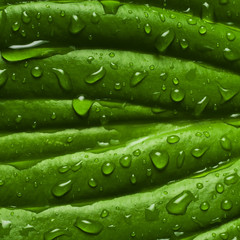 surface of wet leaf with dew drop