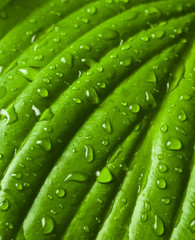 surface of wet leaf with dew drop