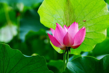 Lotus flower blooming in pond