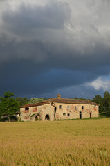 Obraz premium collina toscana campo di grano 2