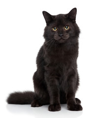 Siberian cat on a white background