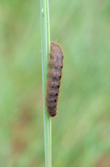 Conistra rubiginea