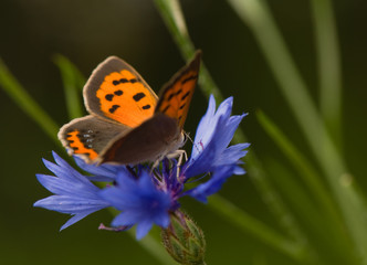 Lycaena phlaeas