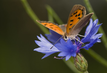 Lycaena phlaeas