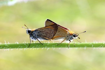 Obraz premium Dickkopffalter-Paarung