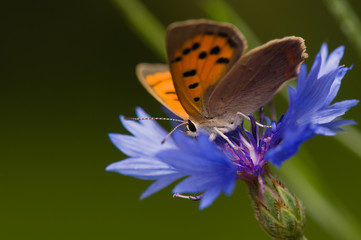 Lycaena phlaeas