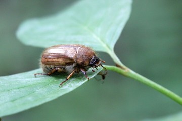Junikäfer (Amphimallon solstitiale)
