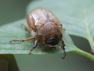 Junikäfer (Amphimallon solstitiale)