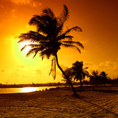 sunrise palm