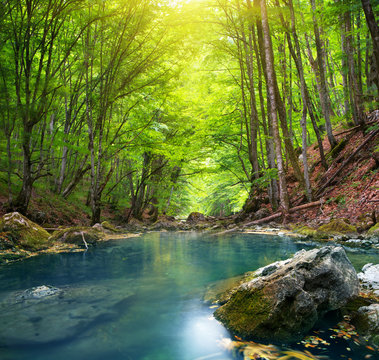 Fototapeta River in mountain forest.