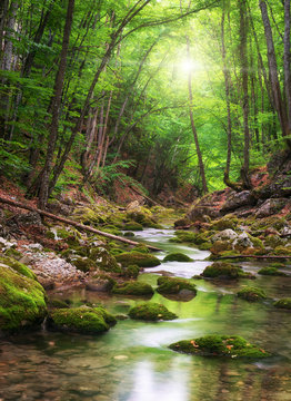 Fototapeta Rzeka głęboko w górskim lesie