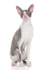 Cornish rex kitten