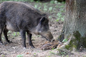 Bache bewacht ihre neugeborenen Frischlinge