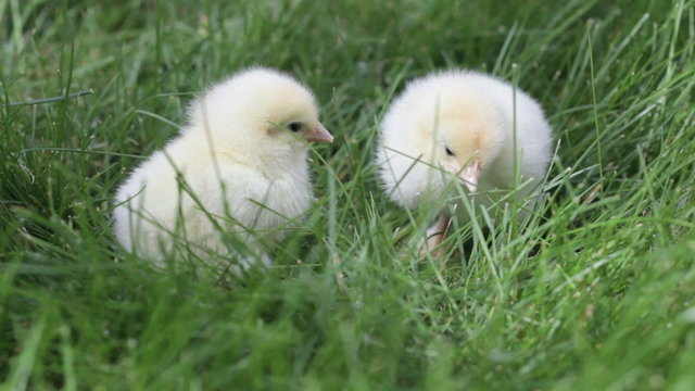 two fluffy chickens friends