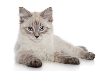 Fototapeta na wymiar Syberyjski kitten